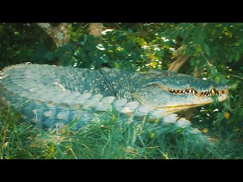 L’Ouganda sauvage : le dernier refuge des créatures mythiques