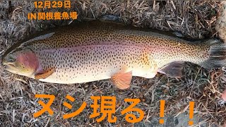 【関根養魚場】巨大ヤシオマスヒット！！