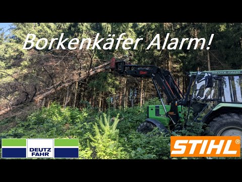 Vlog #1 Bark Beetle Alert! / Deutz DX 3.60 Stihl Forest