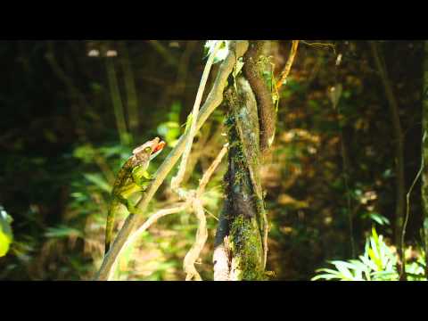 Island of Lemurs: Madagascar 3D - IMAX Movie Trailer (HD)