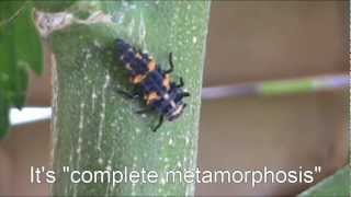 Lady Bug Larvae (Pre Pupa)