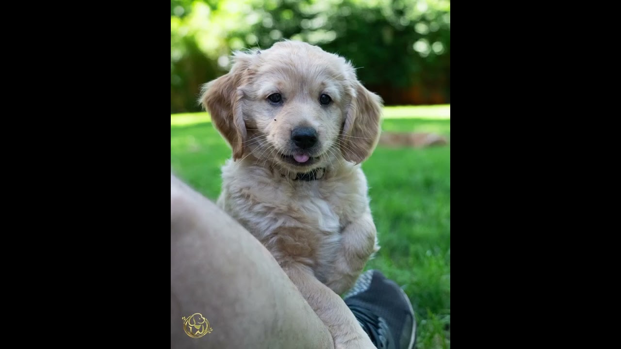 Our National Bark’s litter is just the sweetest bunch of mini goldens