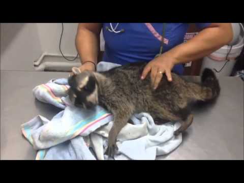 Crab-eating raccoon / Mapache cangrejero revisión
