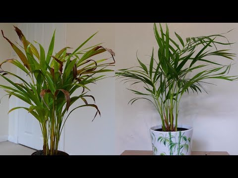 YouTube video about: What is growing out of my palm plant?