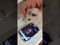Ловушка для хомяков