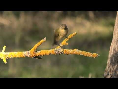 MOSQUITERO PAPIALBO | BONELLI´S WARBLER | Phyl