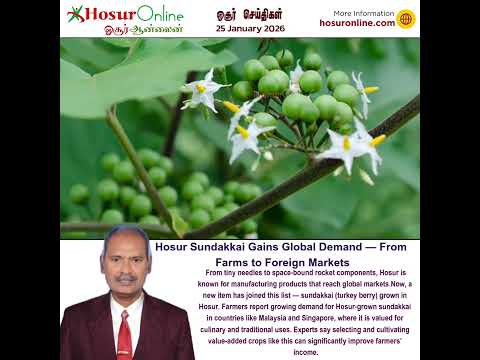 Hosur Sundakkai Finds Growing Demand in Malaysia and Singapore Markets