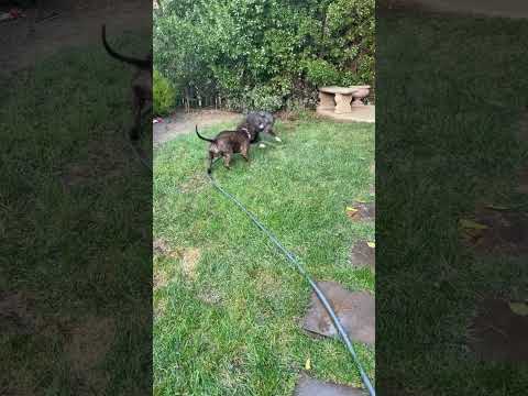 Jack, an adoptable Pit Bull Terrier & American Staffordshire Terrier Mix in Walnut Creek, CA_image-1