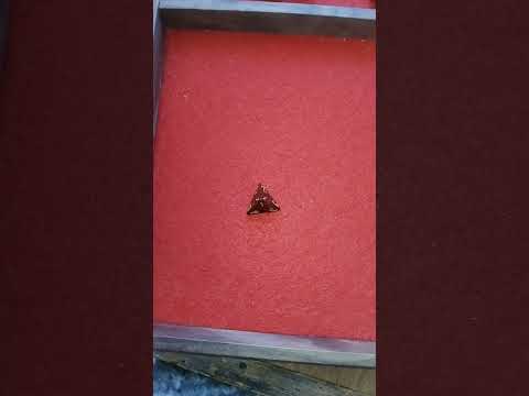 Day 176, I have yet to catch my #dice cheating #shaggy #shorts