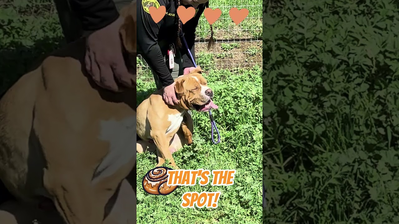 Enlarge Chance, a Adoptable mixed breed in Wilton, CA video 3/6