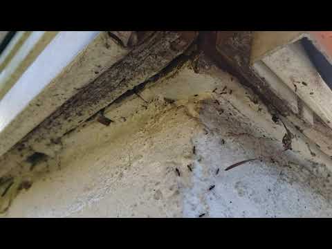 Broken Downspout Attracts Ants in Wall Township, NJ