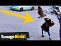 Top 20 Funniest Bird Attacks Caught On Camera Evil Birds