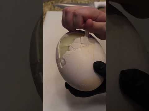 Perfectly Cooked Hard Boiled Ostrich Egg