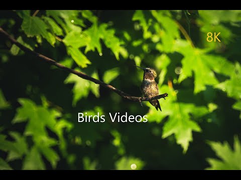 La plus grande COLLECTION D'OISEAUX en 8K 50FPS HDR