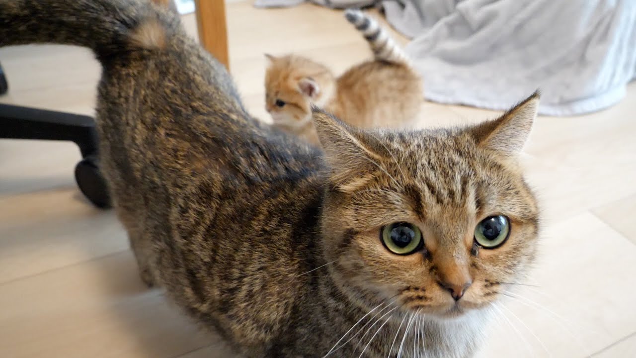 Mother cat Lili's escort was so perfect that it was impossible to photograph the kitten Rio...