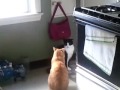 Cat Fight June 6 2012