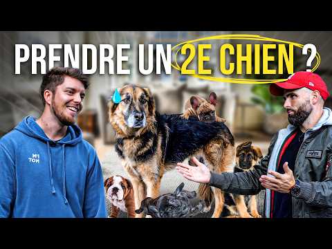 "J'ai un chien, j'en veux un deuxième !" - ft. @RomainLanéry