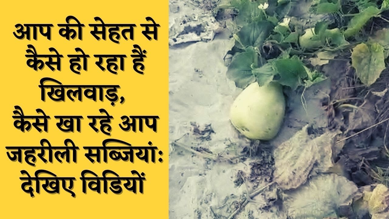 आप की सेहत से कैसे हो रहा हैं खिलवाड़, कैसे खा रहे आप जहरीली सब्जियां: देखिए विडियों