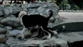 preview picture of video 'dogs playing in Siderokastro Greece'