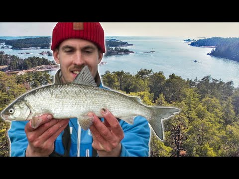 NYT KILISEE ISOSTI | ENKAT PAUKKUU - Siian pohjaongintaa keväällä