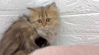 ペルシャの動画01