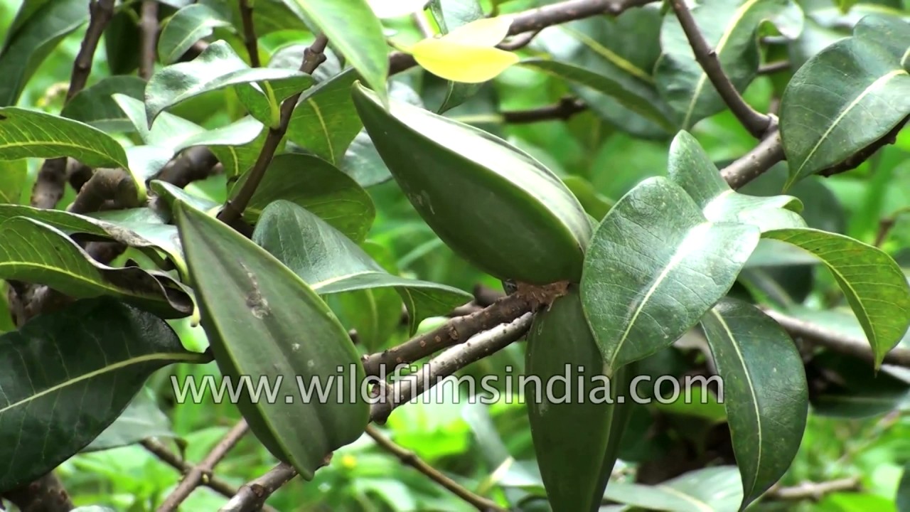 Cryptostegia grandiflora or Rubber vine - YouTube