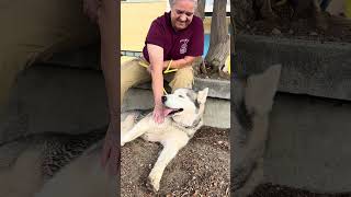 Video preview image #1 Siberian Husky Puppy For Sale in Pasadena, CA, USA