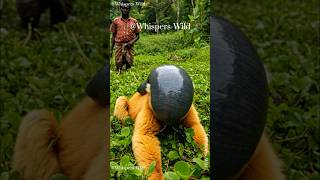 What Was on This Poor Monkey's Back A Brave Man's Surprising Rescue!