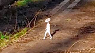 Most Unbelievable Things Captured By Trail Cameras; Is that an Alien?