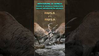 Download lagu pertarungan para rusa jantan disungai mengintip rusa yang jahil  #shorts #shortvideo #animals mp3 Download lagu pertarungan para rusa jantan disungai mengintip rusa yang jahil  #shorts #shortvideo #animals mp3