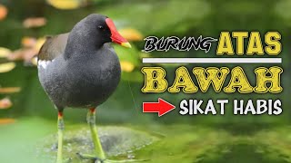 Download lagu SUARA PIKAT MANDAR BATU SUPER MANTAP. ATAS BAWAH SIKAT HABIS TANPA PANDANG BULU. BUKTIKAN...!! mp3