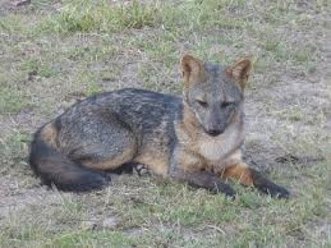 Graxaim-do-mato,cachorro-do-mato, raposa, lobinho, rabo-fofo, guancito, fusquinho( Cerdocyon thous)🦊