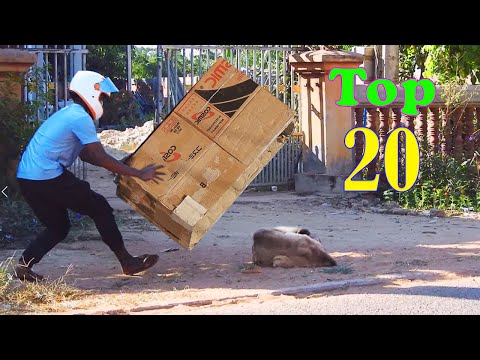Wow !! TOP 20 Super Huge Box vs Prank Sleep Dogs Very Funny