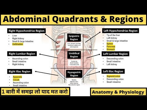 Abdominal Anatomy | Regions, Quadrants & Organs | Anatomy & Physiology | Hindi