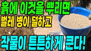 흙에 이것을 뿌리면 벌레가 사라지고 작물이 병들지 않아 농사가 대박납니다! 유기농