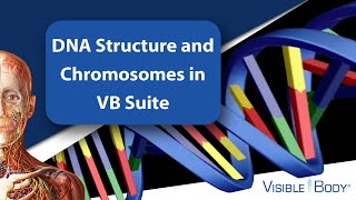 DNA Structure and Chromosomes in VB Suite