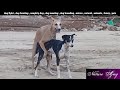 Dog Mating Dog Fight Animal Animals Mating Natural Naughty Dog Nature Birdsvoice NatureAjay