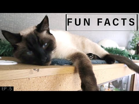 Fun Facts about Siamese Cats