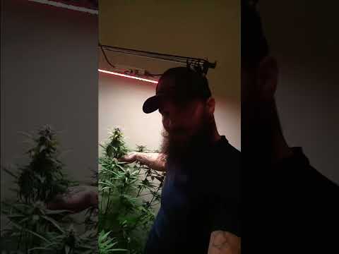 purple lemonade auto 4ft