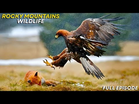 Rocky Mountains Wildlife | Predators, Survival & Life at Extreme Altitudes | Full Documentary