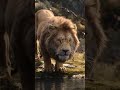 The Lion King 2019 Vs The Lion King 1994