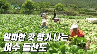 preview picture of video '여수 돌산도 이야기-갓김치,향일암,군내항 [와보랑께, 섬으로]'