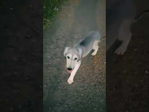 Saluki puppy for sale