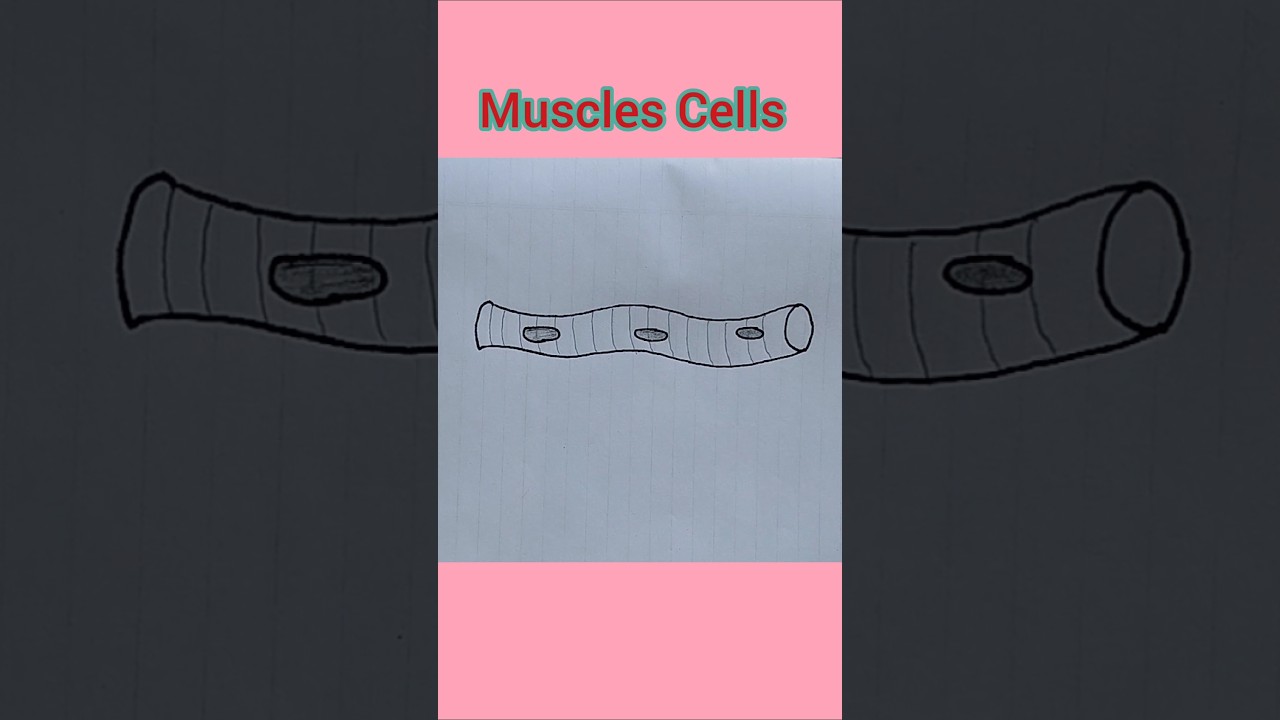 How To Draw Muscles Cell Diagram Step by Step|| Muscle Cell || Cells Diagram #shorts #drawing #trend