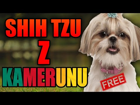 ZA DARMO - PIES SHIH TZU Z KAMERUNU - oszustwo nigeryjskie