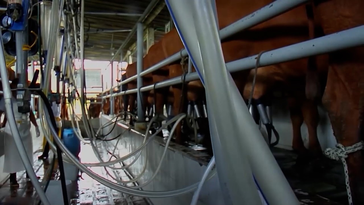 16 MAR   CAP 2    HACIENDA LUCERNA PRODUCCIÓN AGROPECUARIA GANADERA    BUGA LA GRANDE   VALLE DEL CA