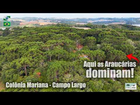 Explorando a Colônia Mariana em Campo Largo PR