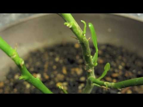 コブミカン 植物