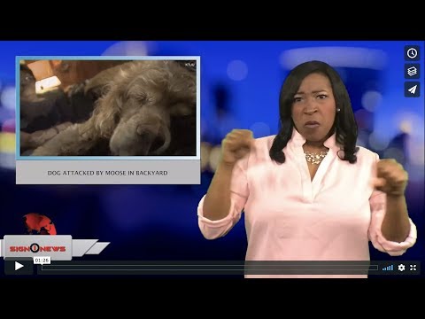 Dog attacked by moose in backyard (ASL - 2.21.18)