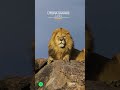 utopia safaris (lion on the rock)